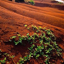 《帝国时代4》中国文明介绍：有四个朝代 独特火药兵