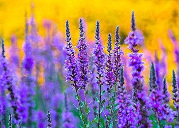 《超级忍 反攻的斩击》PS4＆5版容量曝光 不到10GB！